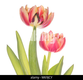 Ein Querschnitt durch eine bunte Tulpe Blume zeigt die Details der Staubgefäße, auf weißem Hintergrund Stockfoto