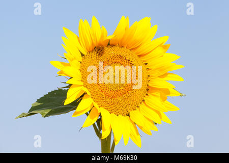 Einzelne helle gelbe Sonnenblumen- oder Helianthus vor blauem Himmel in der Nähe zu sehen. Diese Kultur ist für seine ölreichen Samen und als Futtermittel angebaut. Stockfoto