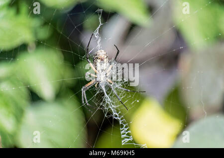 Gelb Garten Spinne Spinnen ein Netz Stockfoto