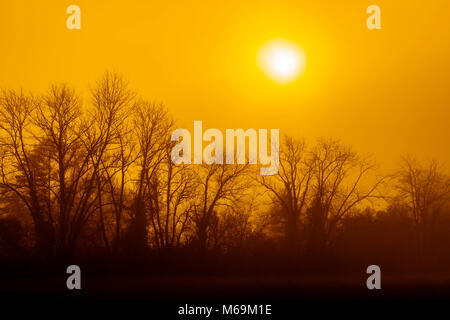 Natur. Bäume im Sonnenaufgang. Troinex, Genève Suisse. Genf. Schweiz Europa Stockfoto