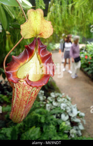 Kannenpflanze (Nepenthes lowii x x boschiana veitchii) mit Touristen im Wintergarten, Flecker Botanic Gardens, Cairns, Queensland, Austral Stockfoto