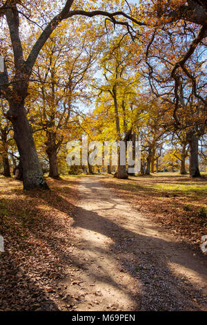 Natur, Eichen Wald. Herbst Baum Landschaft. Las Merindades. Burgos, Castilla Leon, Spanien. Europa Stockfoto