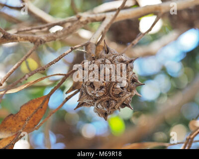 Eukalyptus lehmannii (Buschig yate) Obst auf einem Baum in der Nähe von San Francisco im Februar 2018 Stockfoto