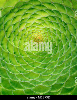 Aeonium tabuliforme, Tisch Aeonium, Farn Schlucht Garten, Mill Valley, Kalifornien Stockfoto