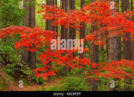 Japanischer Ahorn, Mammutbäume, Farn Schlucht Garten, Mill Valley, Kalifornien Stockfoto