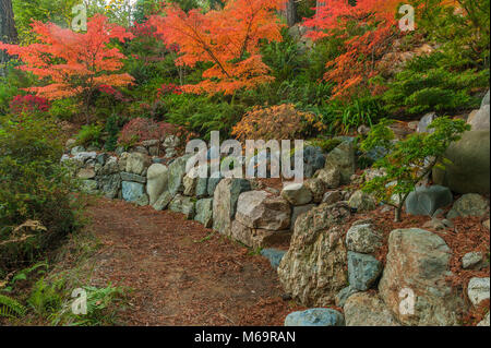 Rock Wall, japanische Ahorn Garten, Fern Canyon Garten, Mill Valley, Kalifornien Stockfoto