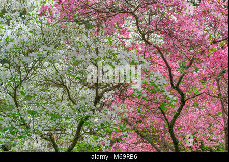 Hartriegel, Cornus nuttallii in Blüte, Farn Schlucht Garten, Mill Valley, Kalifornien Stockfoto