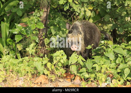 Bärtige Schwein im Bako Nationalpark Stockfoto