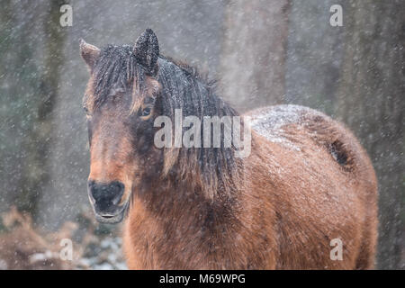 The New Forest, Hampshire, England, EIN winterliches New Forest Pony trotzt Emma, als der Süden Englands von einem späten Schneesturm getroffen wird. 01 März 2018. Kredit: Trevor Holt / Alamy Live News Stockfoto