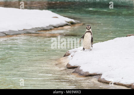 ZSL London Zoo, London, 1. März 2018. Ein Humboldt-pinguin (Spheniscus Humboldti) watschelt durch den Schnee, nicht sicher, ob das Tauchen in das kalte Wasser ist eine gute Idee. Während viel von London ist mit einem Stand noch während der Sturm Emma, die Tiere im Zoo von London scheinen nicht ein wenig Schnee und Wind zu kümmern, und offensichtlich mit den winterlichen Temperaturen viel besser als die meisten Londoner fertig zu werden. Credit: Imageplotter Nachrichten und Sport/Alamy leben Nachrichten Stockfoto