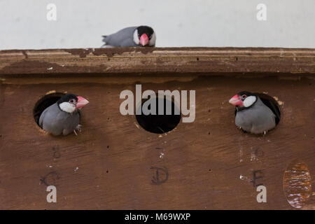 ZSL London Zoo, London, 1. März 2018. Ein Trio von Nesting Java Spatzen sind in einer Nachbarschaft chat in Nestern C, D und E, unbeirrt durch das Wetter draußen. Während viel von London ist mit einem Stand noch während der Sturm Emma, die Tiere im Zoo von London scheinen nicht ein wenig Schnee und Wind zu kümmern, und offensichtlich mit den winterlichen Temperaturen viel besser als die meisten Londoner fertig zu werden. Credit: Imageplotter Nachrichten und Sport/Alamy leben Nachrichten Stockfoto