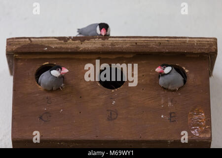 ZSL London Zoo, London, 1. März 2018. Ein Trio von Nesting Java Spatzen sind in einer Nachbarschaft chat in Nestern C, D und E, unbeirrt durch das Wetter draußen. Während viel von London ist mit einem Stand noch während der Sturm Emma, die Tiere im Zoo von London scheinen nicht ein wenig Schnee und Wind zu kümmern, und offensichtlich mit den winterlichen Temperaturen viel besser als die meisten Londoner fertig zu werden. Credit: Imageplotter Nachrichten und Sport/Alamy leben Nachrichten Stockfoto