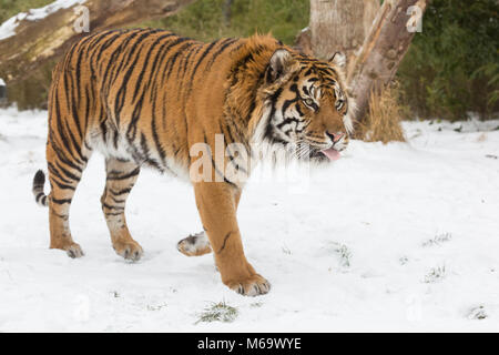 ZSL London Zoo, London, 1. März 2018. Männliche Sumatra Tiger Jae Jae dauert ein Spaziergang durch 'Tiger Gebiet". Während viel von London ist mit einem Stand noch während der Sturm Emma, die Tiere im Zoo von London scheinen nicht ein wenig Schnee und Wind zu kümmern, und offensichtlich mit den winterlichen Temperaturen viel besser als die meisten Londoner fertig zu werden. Credit: Imageplotter Nachrichten und Sport/Alamy leben Nachrichten Stockfoto