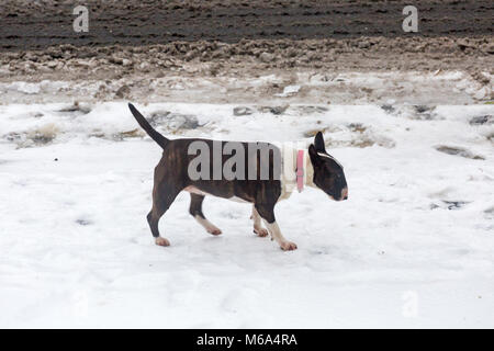 Bournemouth, Dorset, Großbritannien. 2. März, 2018. UK Wetter: Gestern Schnee hat Icy, die zu gefährlichen Bedingungen auf den Straßen und Gehwegen in Bournemouth. Selbst mit vier Beinen es tut dies English Bull Terrier Hund nicht Verrutschen auf dem Schnee zu stoppen. Credit: Carolyn Jenkins/Alamy leben Nachrichten Stockfoto