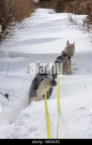 Zwei Husky Hunde versuchen, nach unten zu Fuß Schnee weg bedeckt in dem Dorf Lixwm mit ein paar Meter Schnee durch Sturm Emma und das Tier aus dem Osten Wetter vorne links und finden es schwer, den Boden, Lixwm, Flintshire Stockfoto