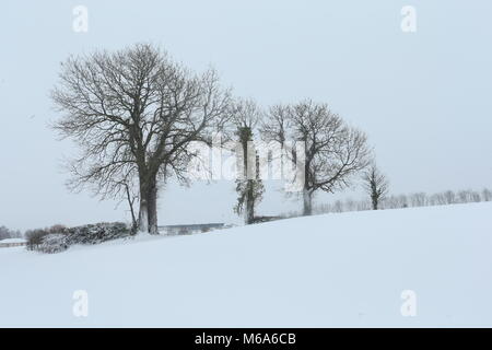 Dublin, Irland. 2 Mär, 2018. Bäume im Winter Szene aus Ballinteer, Dublin. Bild von ballinteer in Dublin, Irland unter Status Rot Schlechte Wetterbedingungen während der Sturm Emma. Irland geht in das Schloss unten als Sturm Emma zerschlägt das Land mit starker Schneefall und Schneestürme. Credit: Brendan Donnelly/Alamy leben Nachrichten Stockfoto