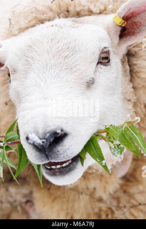 Titley, Herefordshire, UK-Freitag, 2. März 2018 - Ein ram-Feeds auf einige grüne Garten schießt über den Schnee auf den Hängen der ländlichen Westen Herefordshire. Schneeschauer weiterhin mit starken Winden, die tagsüber Temperaturen von bis zu minus 3 c (-3 c) heute. Foto Steven Mai/Alamy leben Nachrichten Stockfoto