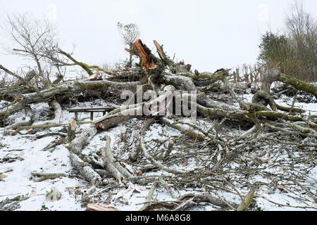 Carmarthenshire Wales UK, Freitag, 12. März 2018 Großbritannien Wetter: Destruktive Hochwinde des Sturms Emma fells einen riesigen alten Aschebaum, der an Chalara Ash Dieback auf einer Kleinplanke im ländlichen Wales litt. Bewohner dieses Landbesitzes erwachten, um zu finden, dass der Baum in ihrem Garten abgestürzt und zersplittert war und zum Glück nicht auf dem Dach ihres Hauses. Credit: Kathy DeWitt/Alamy Live News Stockfoto