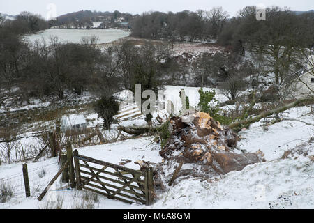 Carmarthenshire Wales UK, Freitag, 12. März 2018 Deutschland Wetter: zerstörende hohe Winde der Sturm Emma Fells eine riesige alte Esche auf einem Bauernhof im ländlichen Wales. Die Bewohner dieses Landes Eigentum erwachte zu finden den Baum geprallt war, und in ihrem Garten zersplittert und zum Glück nicht auf dem Dach Ihres Hauses. Credit: Kathy deWitt/Alamy leben Nachrichten Stockfoto