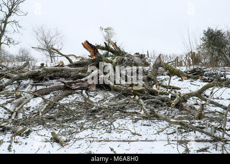 Carmarthenshire Wales UK, Freitag, 12. März 2018 Deutschland Wetter: zerstörende hohe Winde der Sturm Emma Fells eine riesige alte Esche auf einem Bauernhof im ländlichen Wales. Die Bewohner dieses Landes Eigentum erwachte zu finden den Baum geprallt war, und in ihrem Garten zersplittert und zum Glück nicht auf dem Dach Ihres Hauses. Credit: Kathy deWitt/Alamy leben Nachrichten Stockfoto