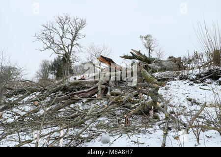 Carmarthenshire Wales UK, Freitag, 12. März 2018 Deutschland Wetter: zerstörende hohe Winde der Sturm Emma Fells eine riesige alte Esche auf einem Bauernhof im ländlichen Wales. Die Bewohner dieses Landes Eigentum erwachte zu finden den Baum geprallt war, und in ihrem Garten zersplittert und zum Glück nicht auf dem Dach Ihres Hauses. Credit: Kathy deWitt/Alamy leben Nachrichten Stockfoto