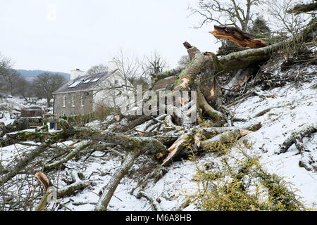 Carmarthenshire Wales UK, Freitag, 12. März 2018 Deutschland Wetter: zerstörende hohe Winde der Sturm Emma Fells eine riesige alte Esche auf einem Bauernhof im ländlichen Wales. Die Bewohner dieses Landes Eigentum erwachte zu finden den Baum geprallt war, und in ihrem Garten zersplittert und zum Glück nicht auf dem Dach Ihres Hauses. Credit: Kathy deWitt/Alamy leben Nachrichten Stockfoto