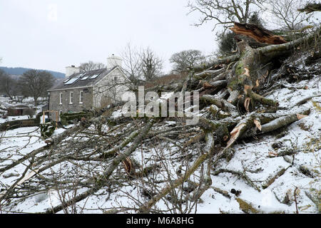 Carmarthenshire Wales UK, Freitag, 12. März 2018 Deutschland Wetter: zerstörende hohe Winde der Sturm Emma Fells eine riesige alte Esche auf einem Bauernhof im ländlichen Wales. Die Bewohner dieses Landes Eigentum erwachte zu finden den Baum geprallt war, und in ihrem Garten zersplittert und zum Glück nicht auf dem Dach Ihres Hauses. Credit: Kathy deWitt/Alamy leben Nachrichten Stockfoto