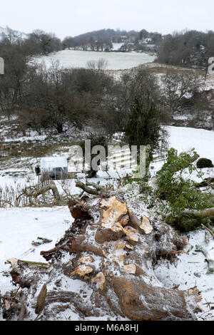 Carmarthenshire Wales UK, Freitag, 12. März 2018 Deutschland Wetter: zerstörende hohe Winde der Sturm Emma Fells eine riesige alte Esche auf einem Bauernhof im ländlichen Wales. Die Bewohner dieses Landes Eigentum erwachte zu finden den Baum geprallt war, und in ihrem Garten zersplittert und zum Glück nicht auf dem Dach Ihres Hauses. Credit: Kathy deWitt/Alamy leben Nachrichten Stockfoto