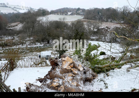 Carmarthenshire Wales UK, Freitag, 12. März 2018 Deutschland Wetter: zerstörende hohe Winde der Sturm Emma Fells eine riesige alte Esche auf einem Bauernhof im ländlichen Wales. Die Bewohner dieses Landes Eigentum erwachte zu finden den Baum geprallt war, und in ihrem Garten zersplittert und zum Glück nicht auf dem Dach Ihres Hauses. Credit: Kathy deWitt/Alamy leben Nachrichten Stockfoto