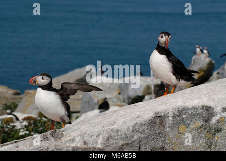 Zwei atlantischen Papageientaucher ihrem Hoheitsgebiet Bewachung an einem Sommertag auf machias Seal Island vor der Küste von Maine. Ein papageitaucher Klappen seine Flügel Warnung visito Stockfoto