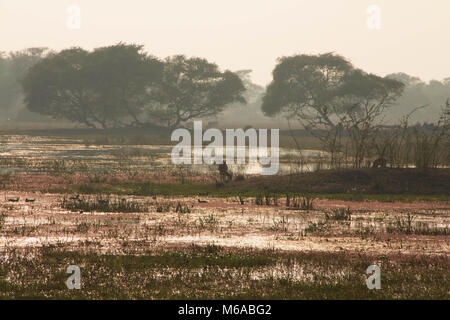Keoladeo Ghana National Park, Indien Stockfoto