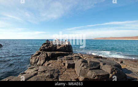 Herde von Pelikanen auf Felsen am Cerritos auf Punta Lobos in Baja California Mexiko BCS Stockfoto