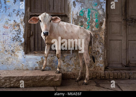 Porträt einer Kuh auf der Straße stand in Varanasi, Indien. Stockfoto