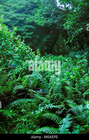 Bosque Caricias ist ein privates ökologisches Reservat, in Concepción de San Isidro de Heredia befindet, bietet 4 km Wege in den Wald. Stockfoto