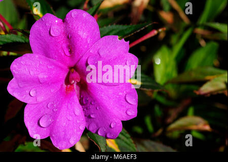 Dewey Imaptiens Blume entlang eines Wanderweges in Bosque Caricias, ein eigenes Ecological Reserve, in Concepción de San Isidro de Heredia in Costa entfernt Stockfoto