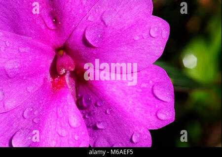 Dewey Imaptiens Blume entlang eines Wanderweges in Bosque Caricias, ein eigenes Ecological Reserve, in Concepción de San Isidro de Heredia in Costa entfernt Stockfoto