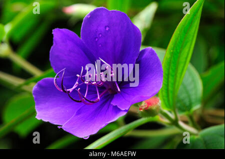 Melastomataceae Alternativ Melastomaceae ist ein Taxon