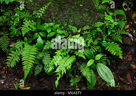 Trailside Farne in Bosque Caricias, ein eigenes Ecological Reserve, in Concepción de San Isidro de Heredia entfernt. Stockfoto