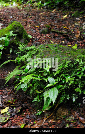 Trailside Farne in Bosque Caricias, ein eigenes Ecological Reserve, in Concepción de San Isidro de Heredia entfernt. Stockfoto