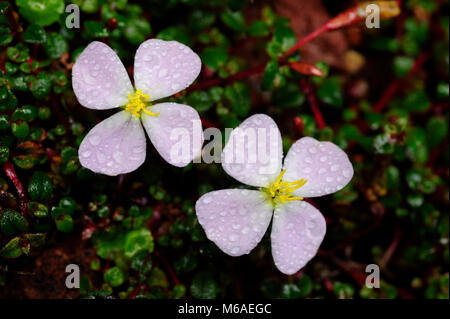 Asteraceae oder Compositae (gemeinhin als der Aster, Daisy bezeichnet, Composite, oder Sonnenblumen Familie) und und wichtig in der Kräutermedizin. Stockfoto