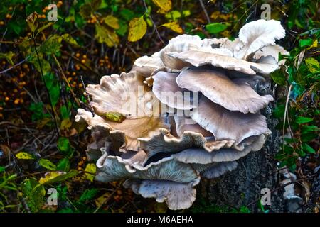 Eine große Gruppe aus weißen Pilze wachsen auf einer verfallenden Baumstumpf. Stockfoto