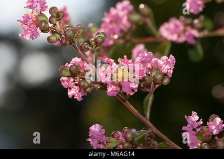 Crepe Myrtle, Lagerströmia (Lagerstroemia indica) Stockfoto