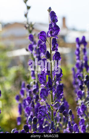 Eisenhut, Äkta stormhatt (Aconitum napellus) Stockfoto