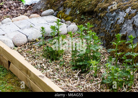 Eisenhut, Äkta stormhatt (Aconitum napellus) Stockfoto