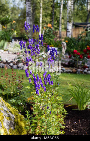 Eisenhut, Äkta stormhatt (Aconitum napellus) Stockfoto