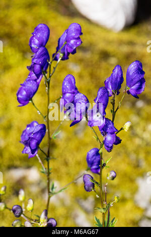 Eisenhut, Äkta stormhatt (Aconitum napellus) Stockfoto