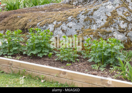 Eisenhut, Stormhatt (Aconitum napellus) Stockfoto