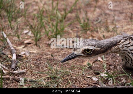 Bush Triel (Burhinus Grallarius) Stockfoto