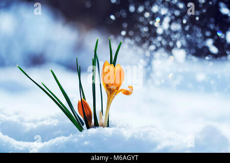 Grußkarte mit festlichen hellen gelben Blumen Schneeglöckchen Krokusse in sonniger Frühlingstag unter kalten weißen Schnee Stockfoto