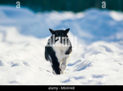 Schöne Katze Spaziergänge entlang der flauschigen weißen Schnee im Winter Hof und miaut laut Stockfoto